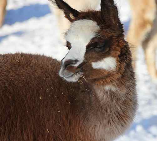 alpaca female.jpg